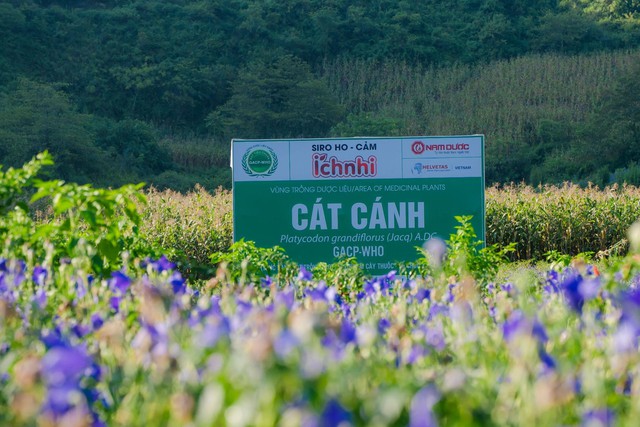 Ích Nhi kiên định phát triển nguồn dược liệu sạch chuẩn GACP-WHO- Ảnh 2. Ích Nhi kiên định phát triển nguồn dược liệu sạch chuẩn GACP-WHO- Ảnh 2.