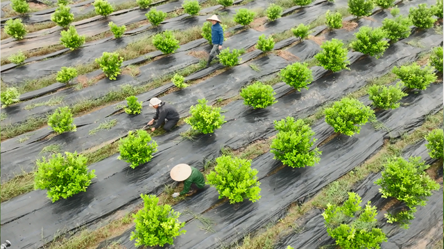 3 yếu tố tạo nên chất lượng bền vững của Siro ho cảm Ích Nhi- Ảnh 1. 3 yếu tố tạo nên chất lượng bền vững của Siro ho cảm Ích Nhi- Ảnh 1.