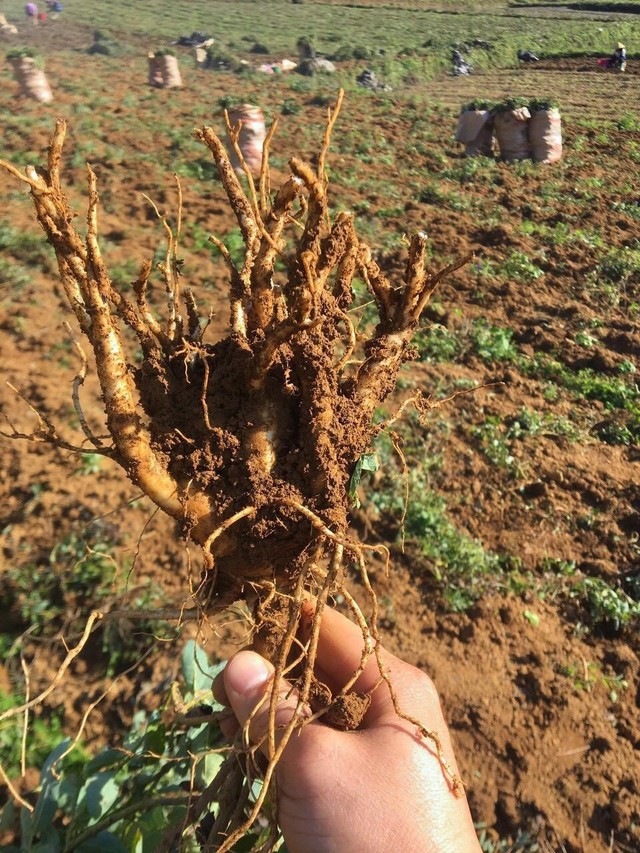 Ích Nhi kiên định phát triển nguồn dược liệu sạch chuẩn GACP-WHO- Ảnh 3. Ích Nhi kiên định phát triển nguồn dược liệu sạch chuẩn GACP-WHO- Ảnh 3.