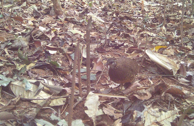 Nhiều động vật quý hiếm biết bay xuất hiện ở Quảng Ngãi- Ảnh 2. Nhiều động vật quý hiếm biết bay xuất hiện ở Quảng Ngãi- Ảnh 2.