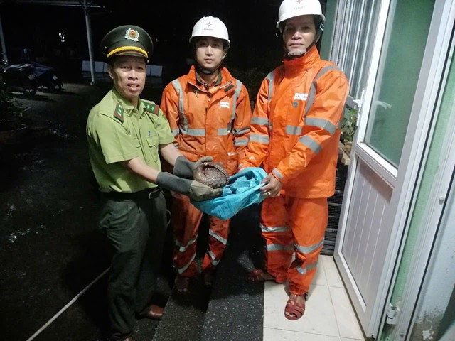 Kiểm lâm ở Huế tiếp nhận động vật quý hiếm do nhân viên điện lực cứu hộ trong đêm- Ảnh 1. Kiểm lâm ở Huế tiếp nhận động vật quý hiếm do nhân viên điện lực cứu hộ trong đêm- Ảnh 1.