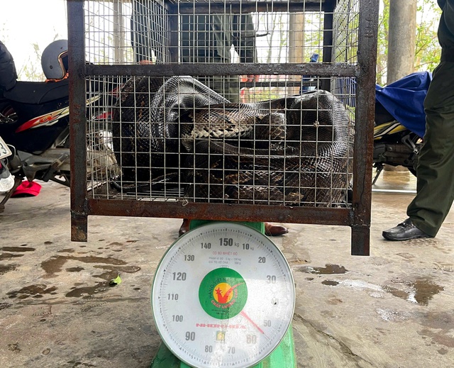 Liên tiếp phát hiện động vật quý hiếm bò vào vườn nhà dân- Ảnh 1. Liên tiếp phát hiện động vật quý hiếm bò vào vườn nhà dân- Ảnh 1.