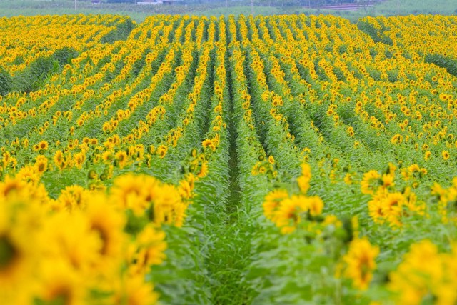 Cánh đồng hướng dương tại Nghệ An mở cửa đón khách tham quan từ 16/12/2025- Ảnh 1. Cánh đồng hướng dương tại Nghệ An mở cửa đón khách tham quan từ 16/12/2025- Ảnh 1.