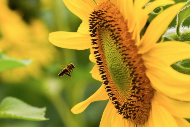 Cánh đồng hướng dương tại Nghệ An mở cửa đón khách tham quan từ 16/12/2025- Ảnh 2. Cánh đồng hướng dương tại Nghệ An mở cửa đón khách tham quan từ 16/12/2025- Ảnh 2.