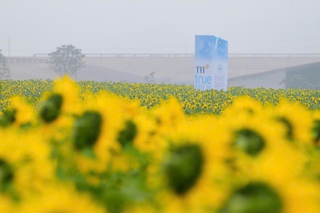 Cánh đồng hướng dương tại Nghệ An mở cửa đón khách tham quan từ 16/12/2025- Ảnh 3. Cánh đồng hướng dương tại Nghệ An mở cửa đón khách tham quan từ 16/12/2025- Ảnh 3.