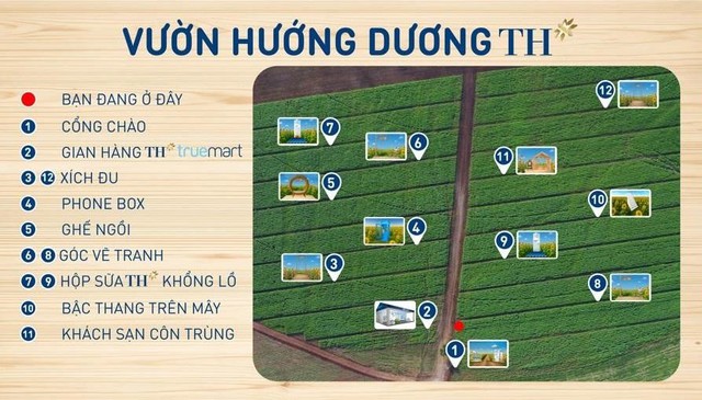 Cánh đồng hướng dương tại Nghệ An mở cửa đón khách tham quan từ 16/12/2025- Ảnh 4. Cánh đồng hướng dương tại Nghệ An mở cửa đón khách tham quan từ 16/12/2025- Ảnh 4.