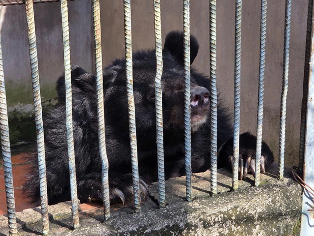 Phát hiện cơ sở nuôi nhốt nhiều động vật hoang dã nguy cấp ở TPHCM- Ảnh 3. Phát hiện cơ sở nuôi nhốt nhiều động vật hoang dã nguy cấp ở TPHCM- Ảnh 3.