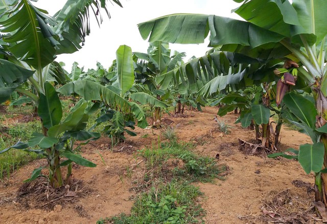 TP Huế: Người dân vùng cao thoát nghèo nhờ trồng chuối già lùn- Ảnh 1. TP Huế: Người dân vùng cao thoát nghèo nhờ trồng chuối già lùn- Ảnh 1.