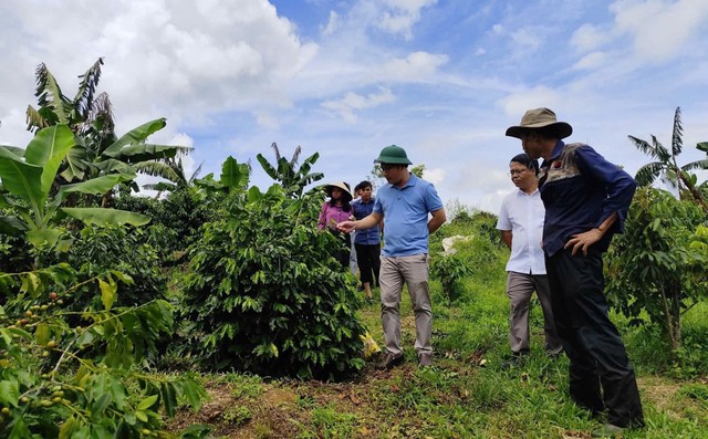 TP Huế: Người dân vùng cao thoát nghèo nhờ trồng chuối già lùn- Ảnh 2. TP Huế: Người dân vùng cao thoát nghèo nhờ trồng chuối già lùn- Ảnh 2.