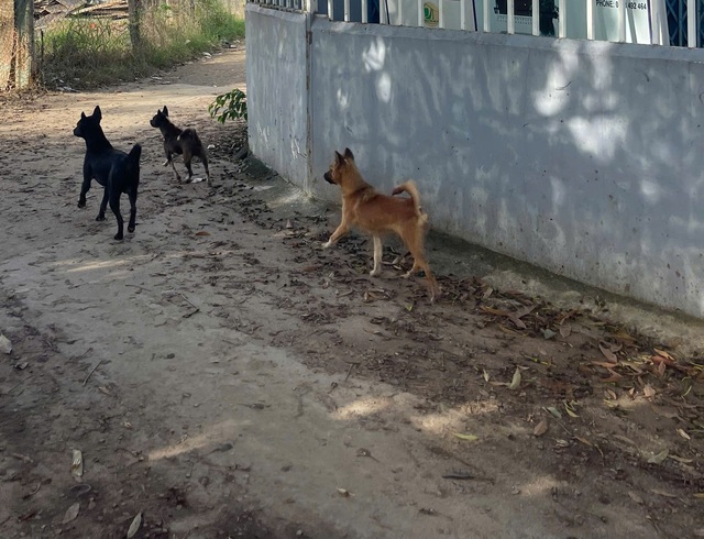 Hàng nghìn người dân Khánh Hòa phải đến bệnh viện vì bị bệnh giun đũa chó mèo- Ảnh 2.