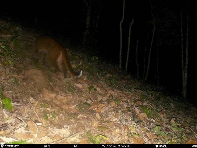 Lần đầu ghi nhận hình ảnh Beo lửa quý hiếm tại Khu Bảo tồn thiên nhiên Pù Hoạt- Ảnh 2.