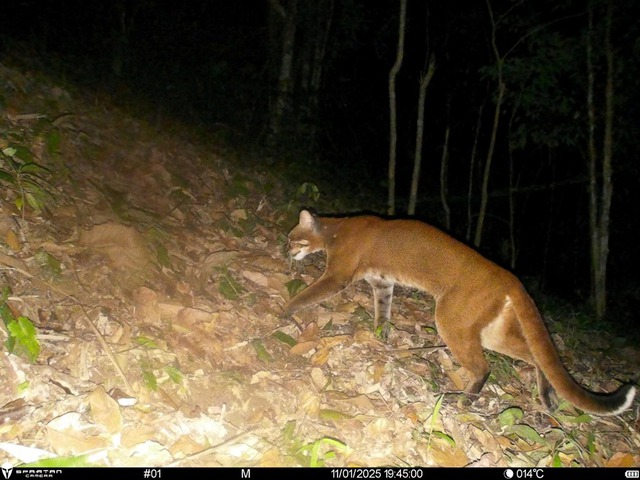 Lần đầu ghi nhận hình ảnh Beo lửa quý hiếm tại Khu Bảo tồn thiên nhiên Pù Hoạt- Ảnh 1.