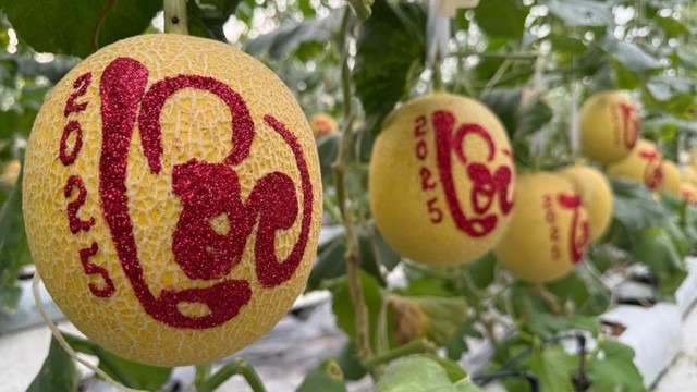 Những loại trái cây tạo hình lạ nào sẽ xuất hiện trên thị trường Tết 2026?- Ảnh 1. Những loại trái cây tạo hình lạ nào sẽ xuất hiện trên thị trường Tết 2026?- Ảnh 1.