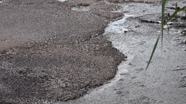 Phạt chủ cơ sở cà phê ở Sơn La do xả thải bẩn ra môi trường - Ảnh 2.