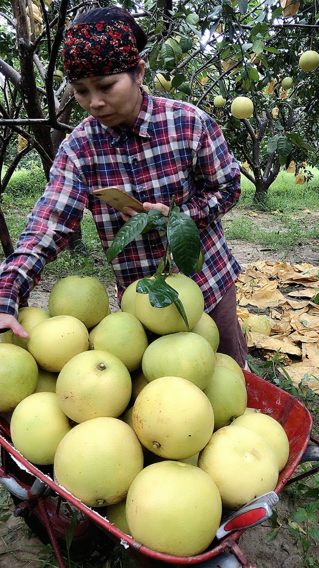 Hà Tĩnh nhân rộng mô hình sản xuất, giúp hàng nghìn hộ dân thoát nghèo bền vững- Ảnh 2.