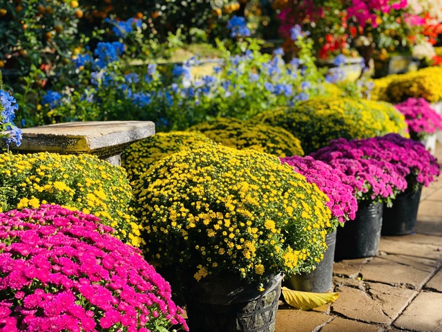 Năm thiên tai bão lũ lịch sử, thị trường hoa Tết sẽ diễn biến thế nào?- Ảnh 1.