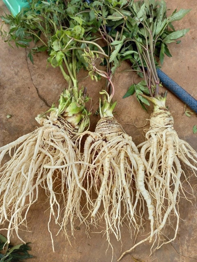 Hành trình thiện nguyện bền bỉ của sư thầy Thích Khai Quảng từ những phiên livestream bán nông sản- Ảnh 3.