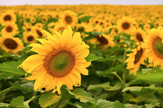 Từ cánh đồng hướng dương đến khát vọng phụng sự vì tầm vóc Việt của TH true MILK- Ảnh 1.