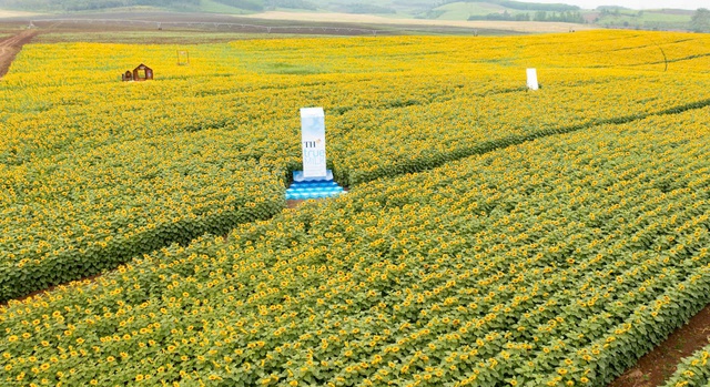 Từ cánh đồng hướng dương đến khát vọng phụng sự vì tầm vóc Việt của TH true MILK- Ảnh 2.