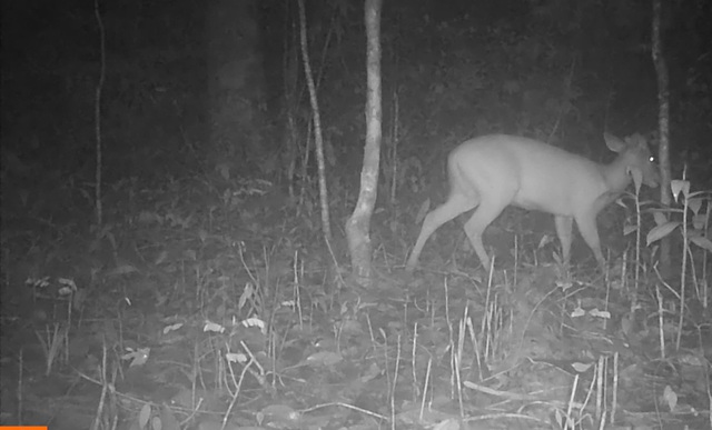 Xuyên Tết bảo vệ hơn 100 loài động vật quý hiếm ở VQG Chư Mom Ray- Ảnh 1.