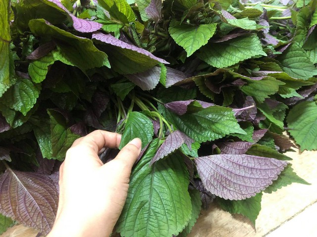 Uống nước tía tô có giảm cân, trị mụn được không?- Ảnh 2. Uống nước tía tô có giảm cân, trị mụn được không?- Ảnh 2.