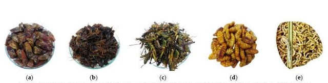 Nhà khoa học Việt nuôi đông trùng hạ thảo giàu hoạt chất trên sâu chít- Ảnh 2. Nhà khoa học Việt nuôi đông trùng hạ thảo giàu hoạt chất trên sâu chít- Ảnh 2.