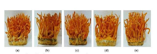 Nhà khoa học Việt nuôi đông trùng hạ thảo giàu hoạt chất trên sâu chít- Ảnh 3. Nhà khoa học Việt nuôi đông trùng hạ thảo giàu hoạt chất trên sâu chít- Ảnh 3.