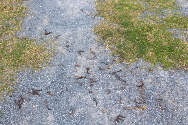 Sau hiện tượng giun đất bò lên bất thường, đường lên đèo Ngang xuất hiện vết nứt- Ảnh 1.