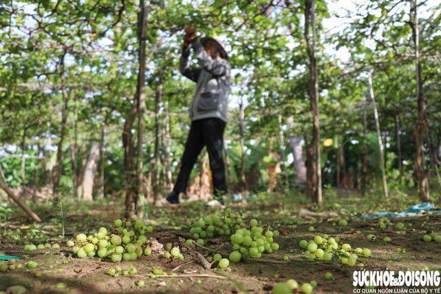 Người dân Khánh Hòa nỗ lực tái thiết cuộc sống sau lũ dữ- Ảnh 6. Người dân Khánh Hòa nỗ lực tái thiết cuộc sống sau lũ dữ- Ảnh 6.