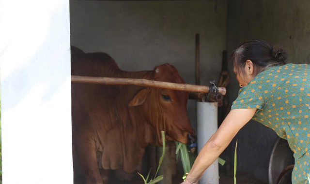 Mô hình tặng bò sinh sản cho hội viên khó khăn giúp nhiều nông dân thoát nghèo- Ảnh 1.