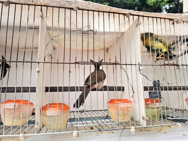 Chợ của người mê chim ở Hà Nội có gì lạ? - Ảnh 10. Chợ của người mê chim ở Hà Nội có gì lạ? - Ảnh 10.