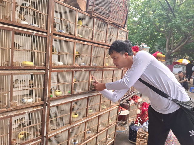 Chợ của người mê chim ở Hà Nội có gì lạ? - Ảnh 6. Chợ của người mê chim ở Hà Nội có gì lạ? - Ảnh 6.