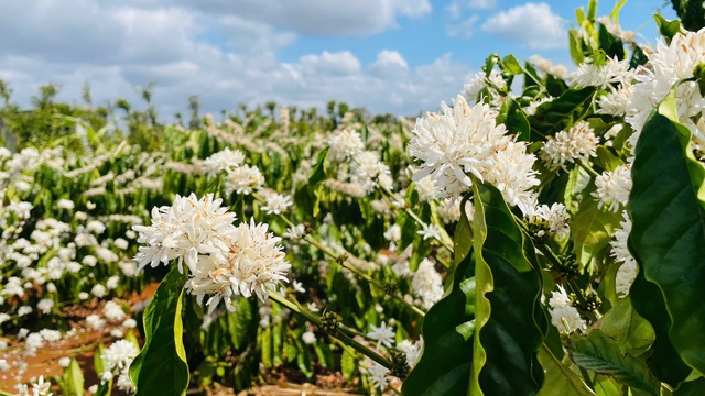 Hoa cà phê nhuộm trắng nương rẫy Tây Nguyên - Ảnh 2.