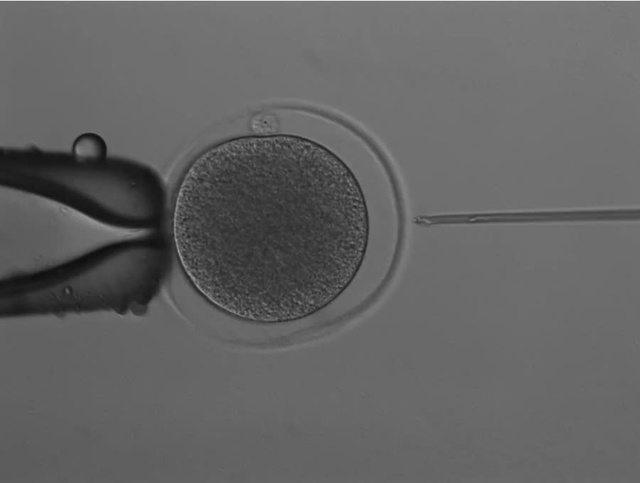 Australia thành công tạo phôi chuột túi bằng phương pháp IVF- Ảnh 1.