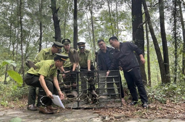 Vì sao Huế không cấp phép hội thi chim chào mào?- Ảnh 1.