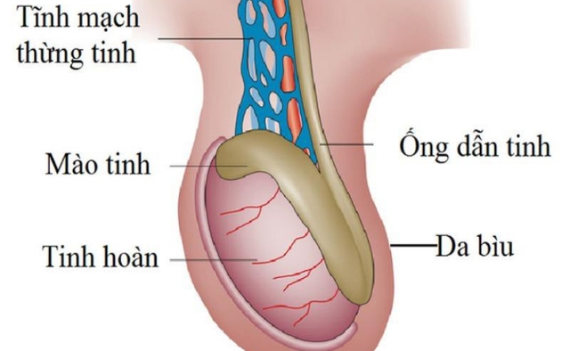 Chấn thương tinh hoàn có nguy hiểm không?- Ảnh 1.