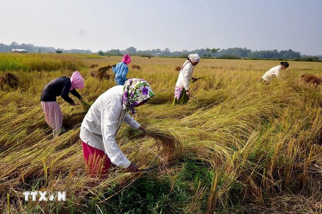 Giá gạo của Ấn Độ tiếp tục giảm do nhu cầu yếu và nguồn cung dồi dào- Ảnh 1.