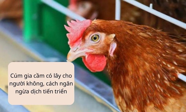 Cúm gia cầm có lây cho người không, cách ngăn ngừa dịch tiến triển- Ảnh 1.