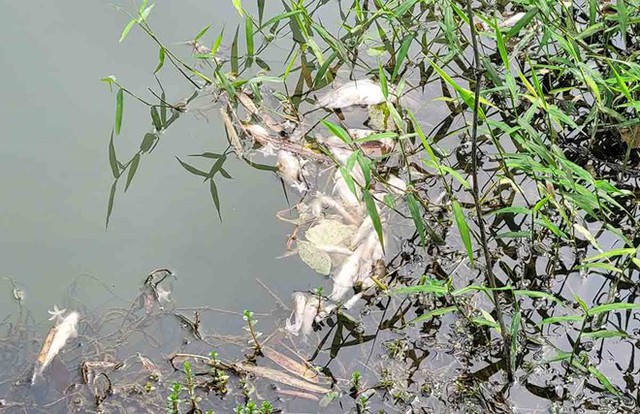 Cá chết hàng loạt tại khe suối, người dân lo lắng- Ảnh 1. Cá chết hàng loạt tại khe suối, người dân lo lắng- Ảnh 1.