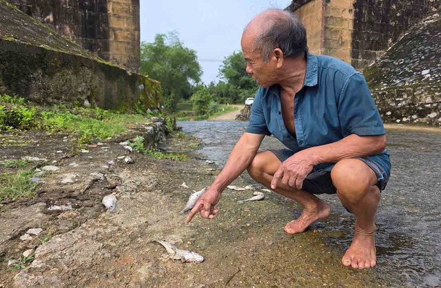 Cá chết hàng loạt tại khe suối, người dân lo lắng- Ảnh 2. Cá chết hàng loạt tại khe suối, người dân lo lắng- Ảnh 2.