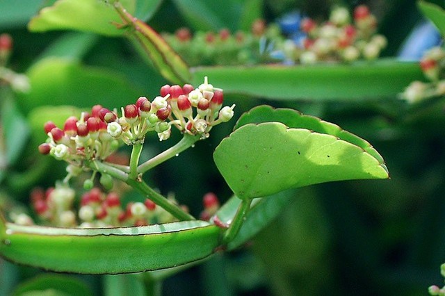 Dung dịch xịt hỗ trợ ngăn ngừa bệnh răng miệng hiệu quả- Ảnh 1. Dung dịch xịt hỗ trợ ngăn ngừa bệnh răng miệng hiệu quả- Ảnh 1.