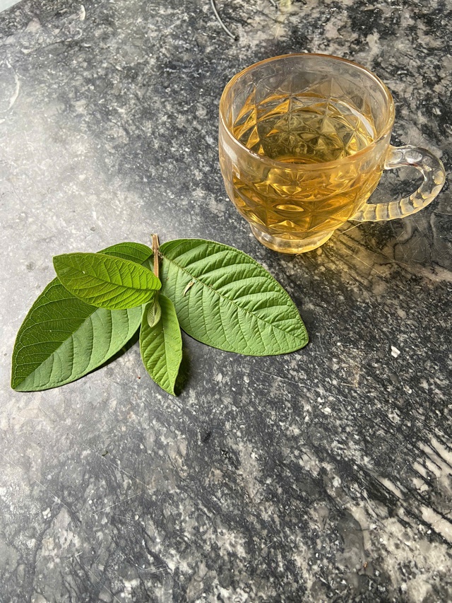 Uống nước lá ổi hàng ngày có tốt không?- Ảnh 1.