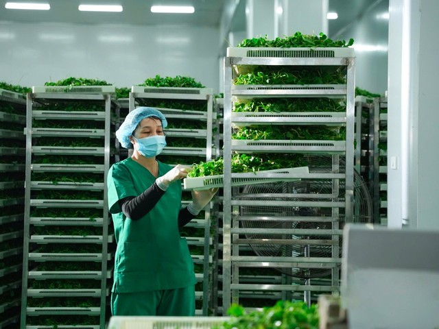 eHerbal – Khát vọng Việt trên bản đồ nông sản thế giới- Ảnh 1. eHerbal – Khát vọng Việt trên bản đồ nông sản thế giới- Ảnh 1.