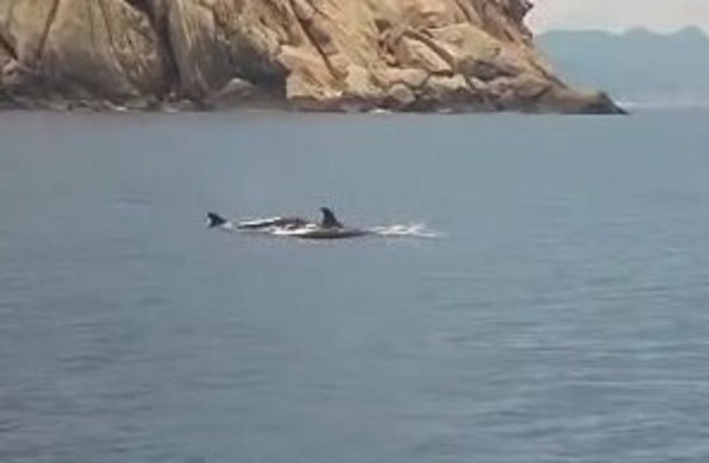Đàn cá heo ‘tung tăng’ trên biển Nha Trang báo hiệu điều gì?- Ảnh 1. Đàn cá heo ‘tung tăng’ trên biển Nha Trang báo hiệu điều gì?- Ảnh 1.