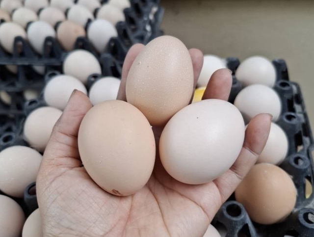 Vì sao không thể làm giả được trứng gà?- Ảnh 2. Vì sao không thể làm giả được trứng gà?- Ảnh 2.
