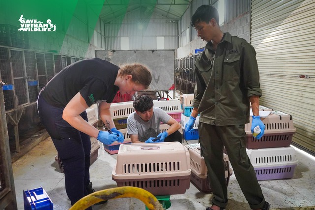 Cứu hộ 230 cá thể cầy vòi mốc quý hiếm- Ảnh 3. Cứu hộ 230 cá thể cầy vòi mốc quý hiếm- Ảnh 3.