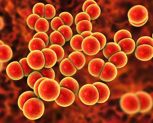 Anh triển khai vaccine phòng bệnh lậu đầu tiên trên thế giới- Ảnh 1. Anh triển khai vaccine phòng bệnh lậu đầu tiên trên thế giới- Ảnh 1.