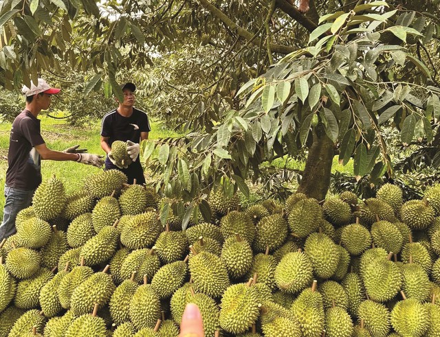 Hiểu thế nào về tồn dư chất vàng O và Cadimi trong sầu riêng?- Ảnh 2. Hiểu thế nào về tồn dư chất vàng O và Cadimi trong sầu riêng?- Ảnh 2.