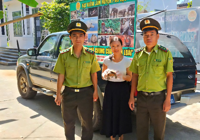 Phát hiện rùa núi vàng quý hiếm trên đường về nhà, người phụ nữ giao nộp kiểm lâm- Ảnh 1. Phát hiện rùa núi vàng quý hiếm trên đường về nhà, người phụ nữ giao nộp kiểm lâm- Ảnh 1.