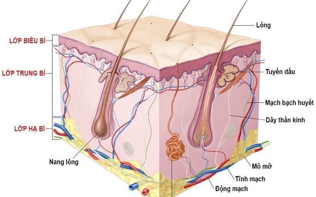 Làn da - 'chiếc gương' phản chiếu sức khỏe- Ảnh 2.